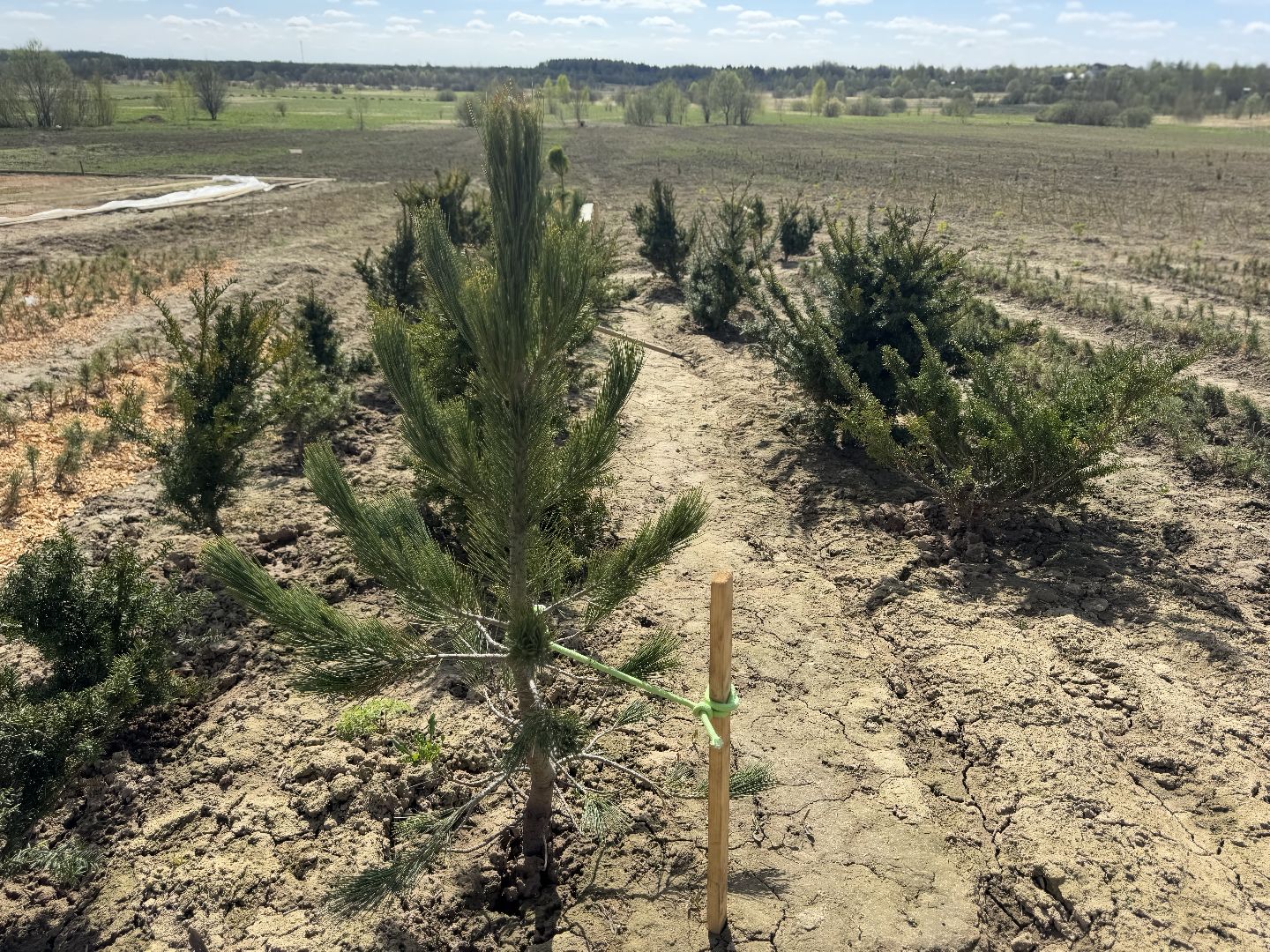 шаховская, кедры, кедры россии,