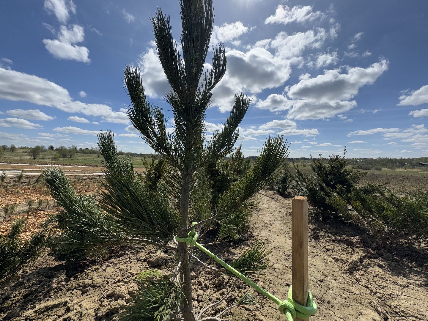 шаховская, кедры, кедры россии,