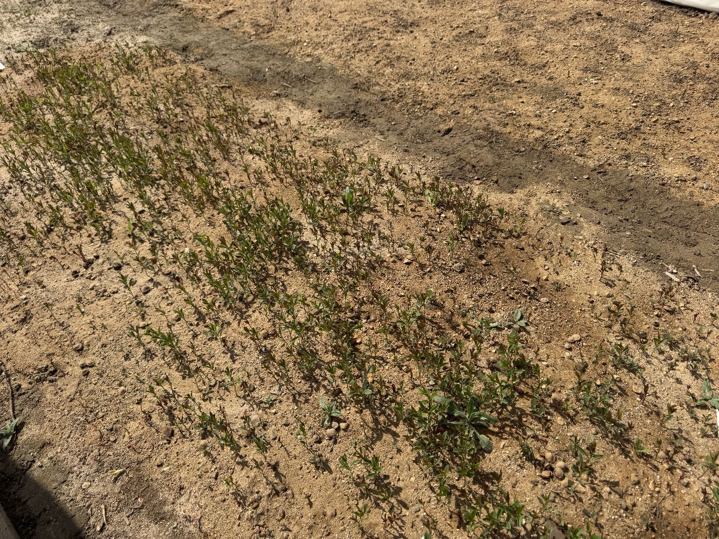 шаховская, кедры, кедры россии,