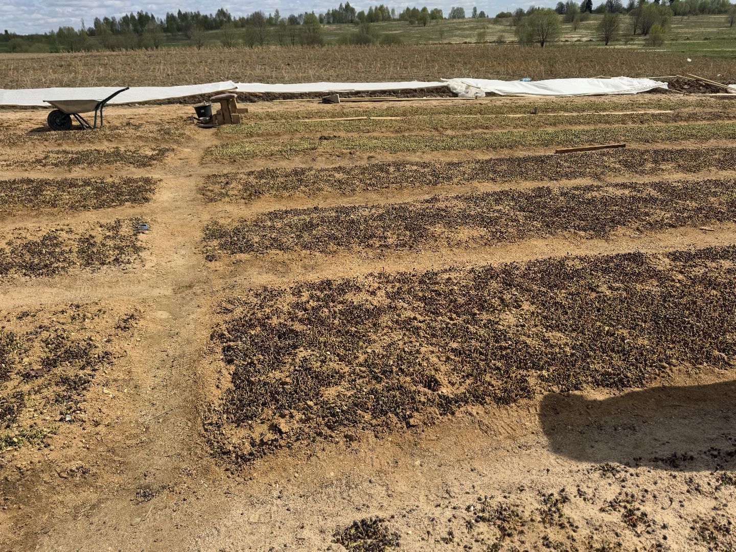 шаховская, кедры, кедры россии,