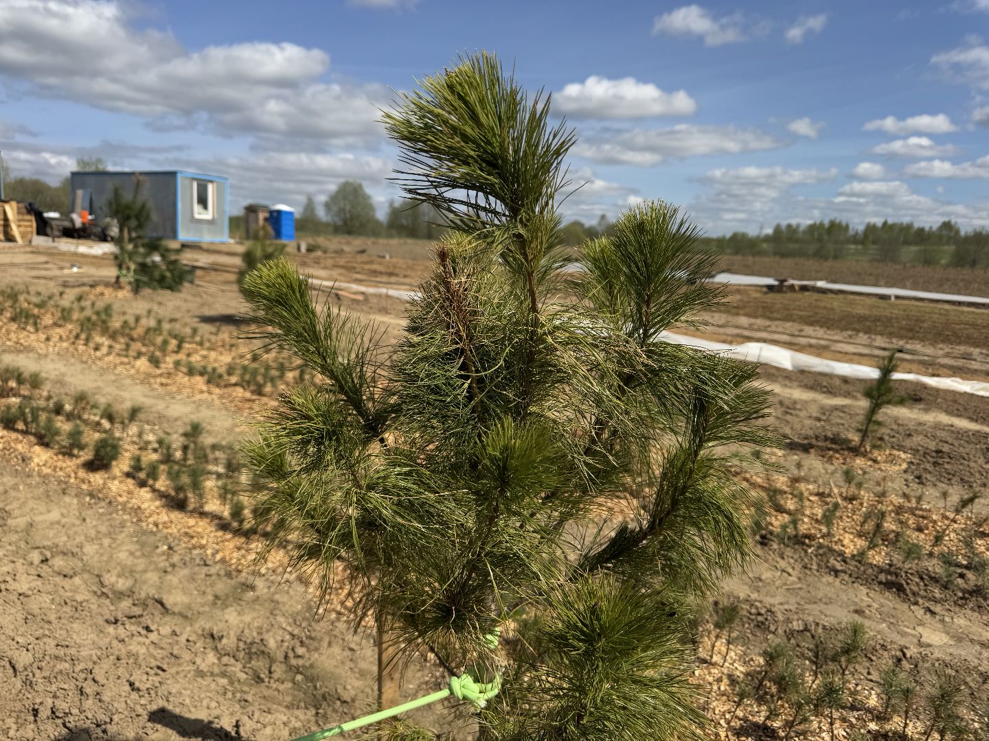 шаховская, кедры, кедры россии,