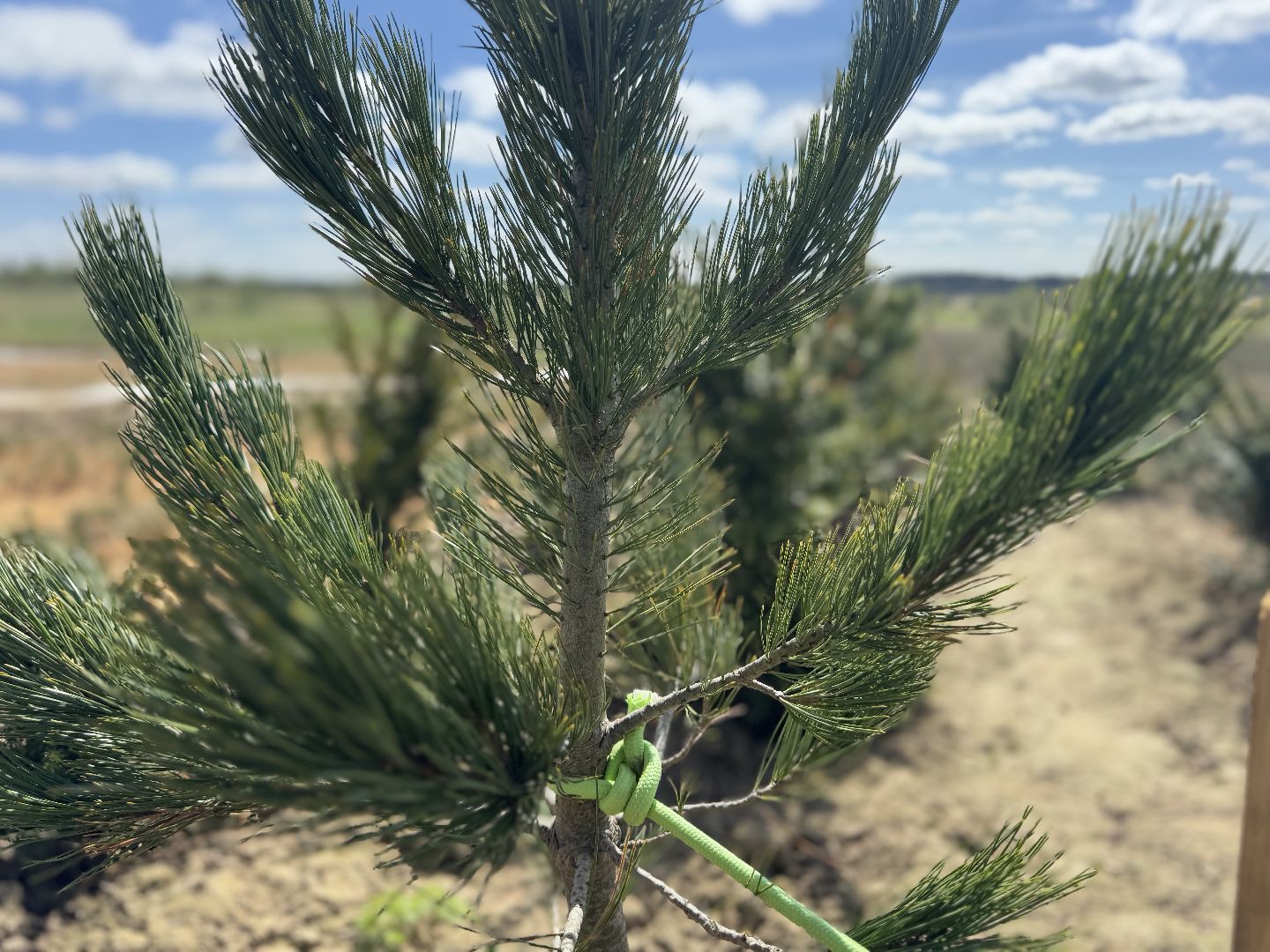 шаховская, кедры, кедры россии,