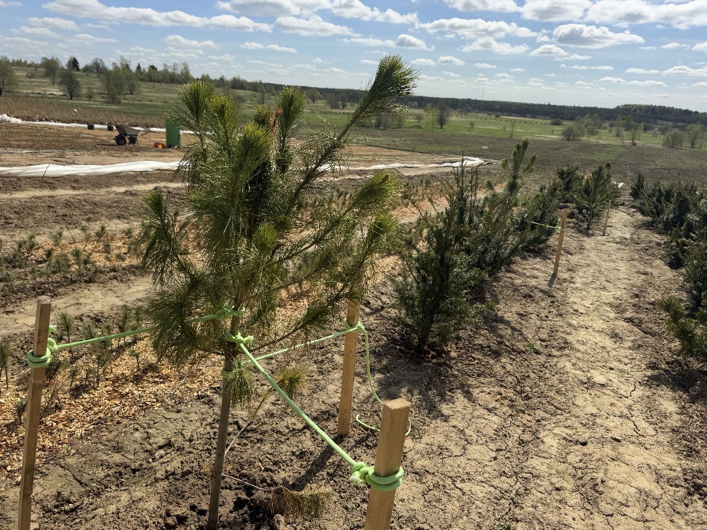 шаховская, кедры, кедры россии,