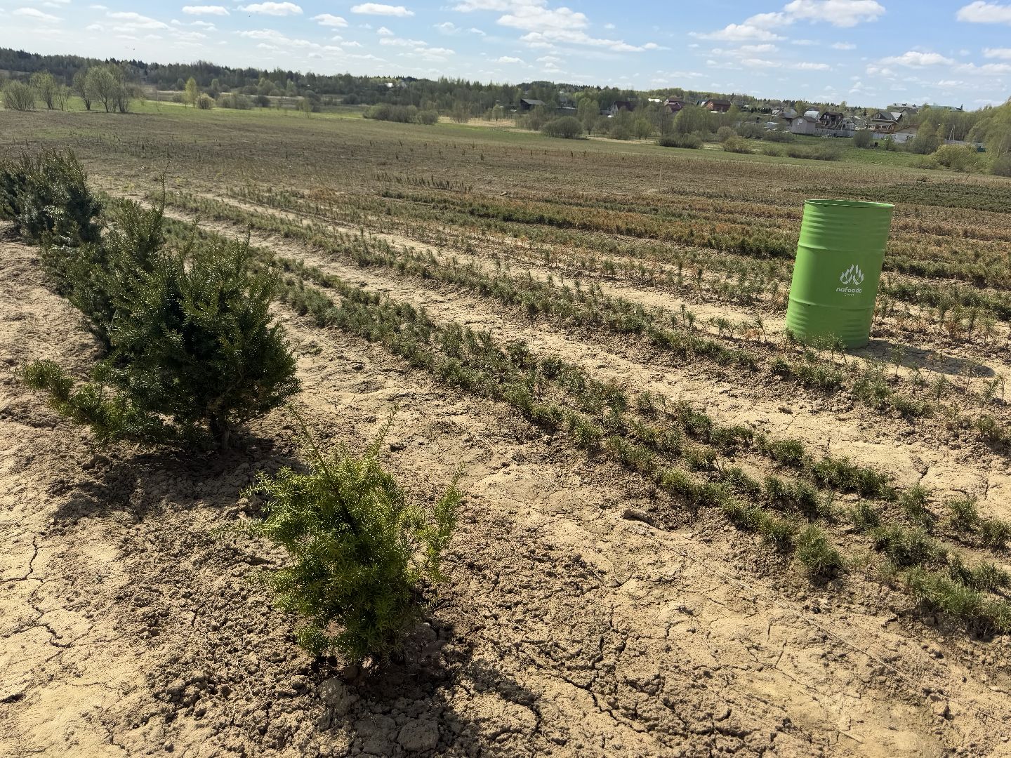 шаховская, кедры, кедры россии,