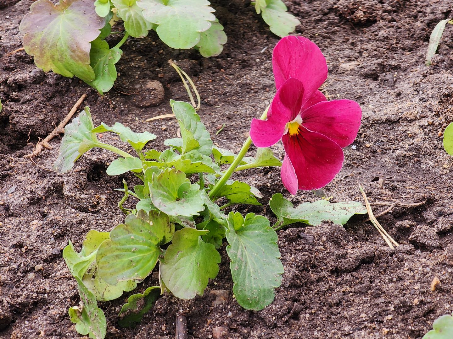 королёв, благоустройство в королеве, мемориал славы в королеве,