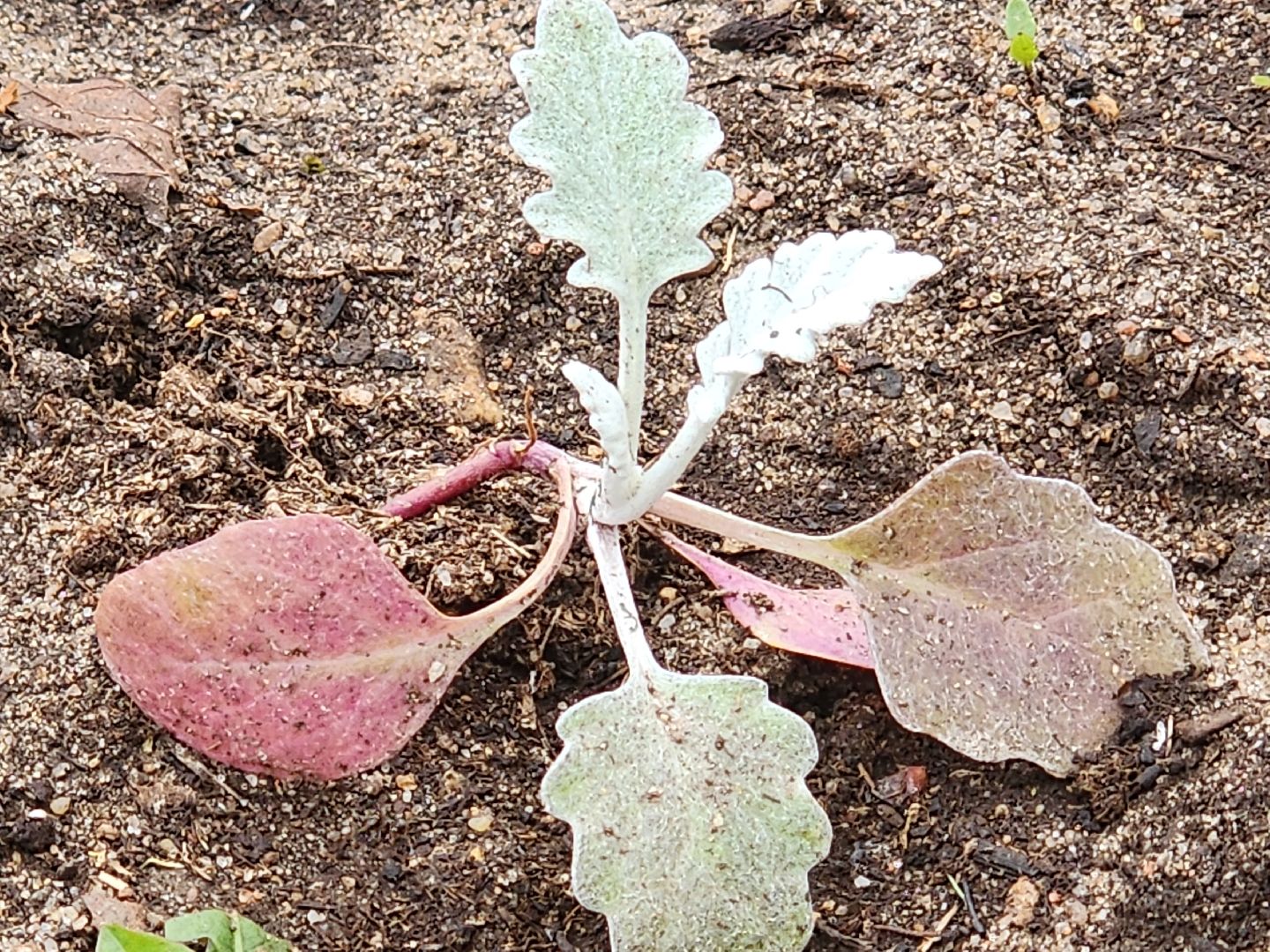 королёв, благоустройство в королеве, мемориал славы в королеве,