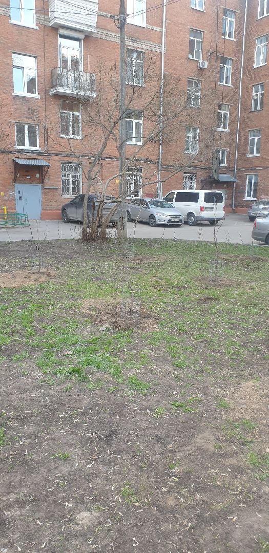 Долгопрудный, черешни, посадка