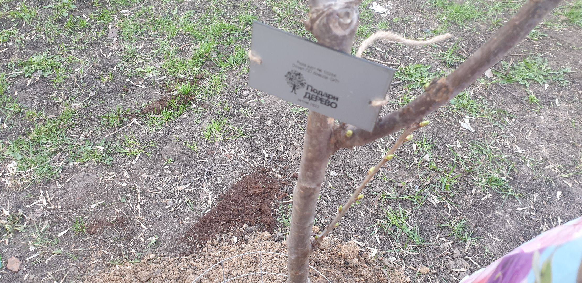 Долгопрудный, черешни, посадка