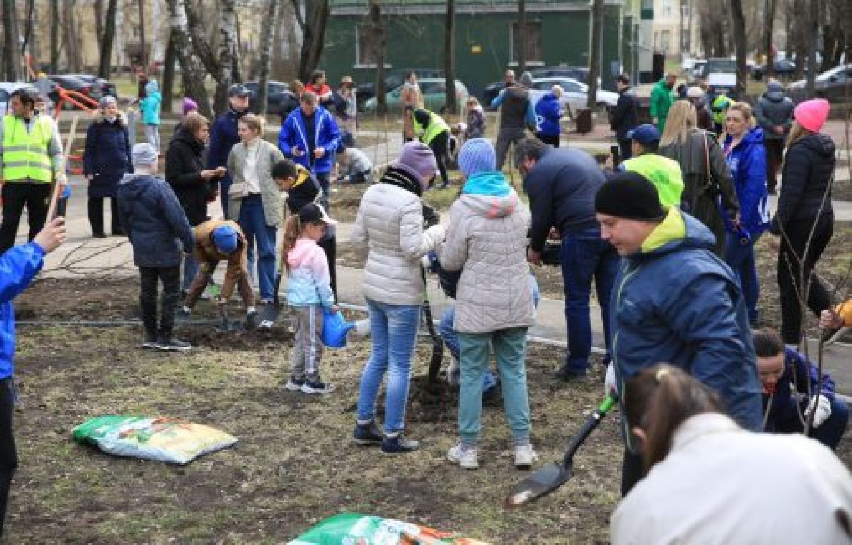 Долгопрудный, черешни, посадка