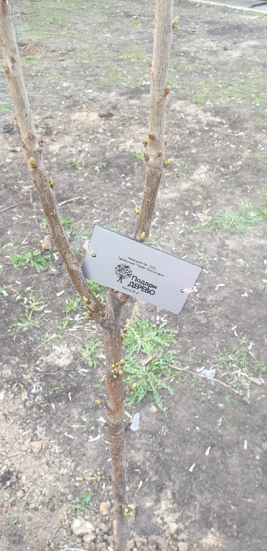 Долгопрудный, черешни, посадка