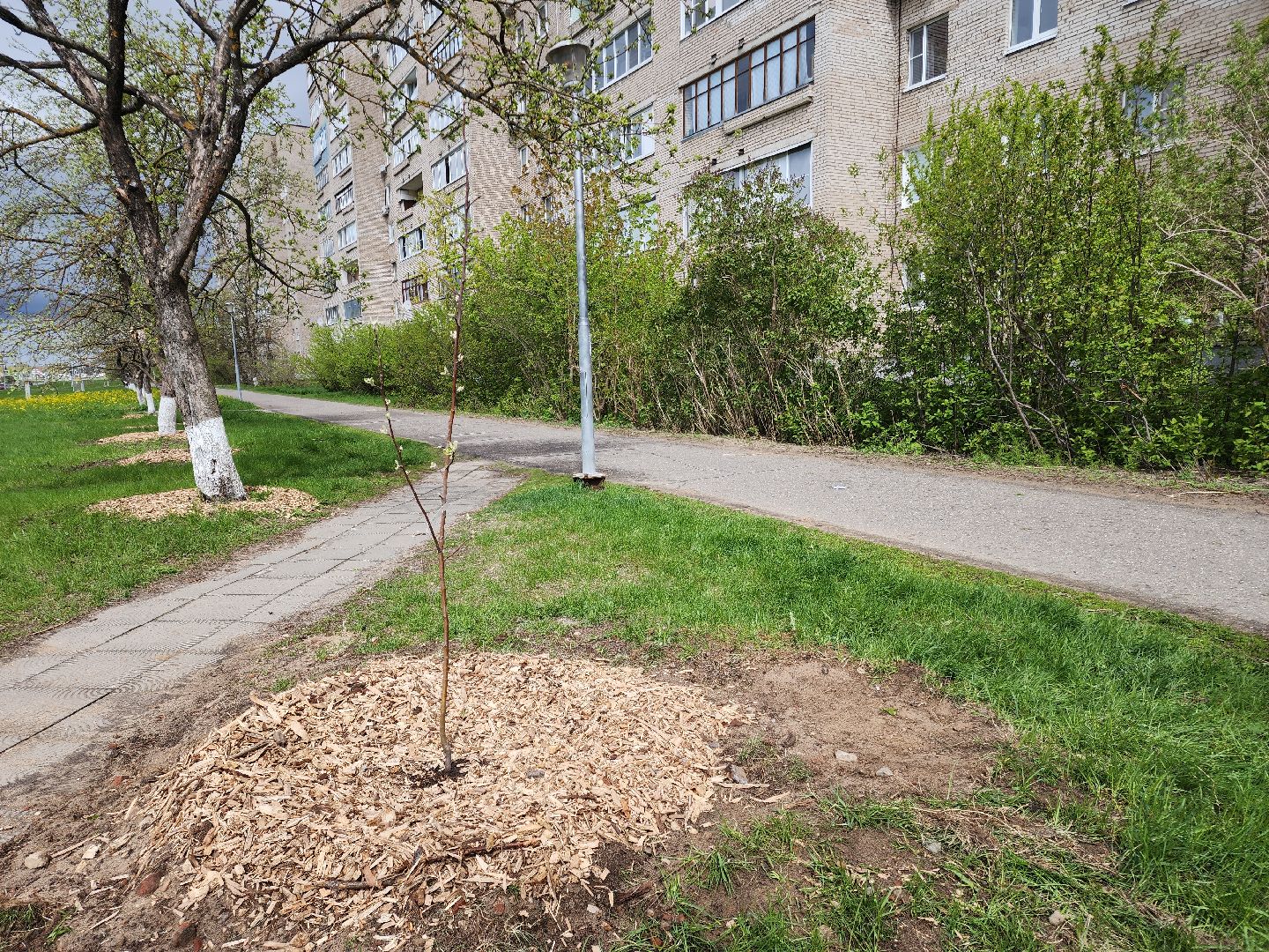 Черноголовка,  Субботник, Яблони,