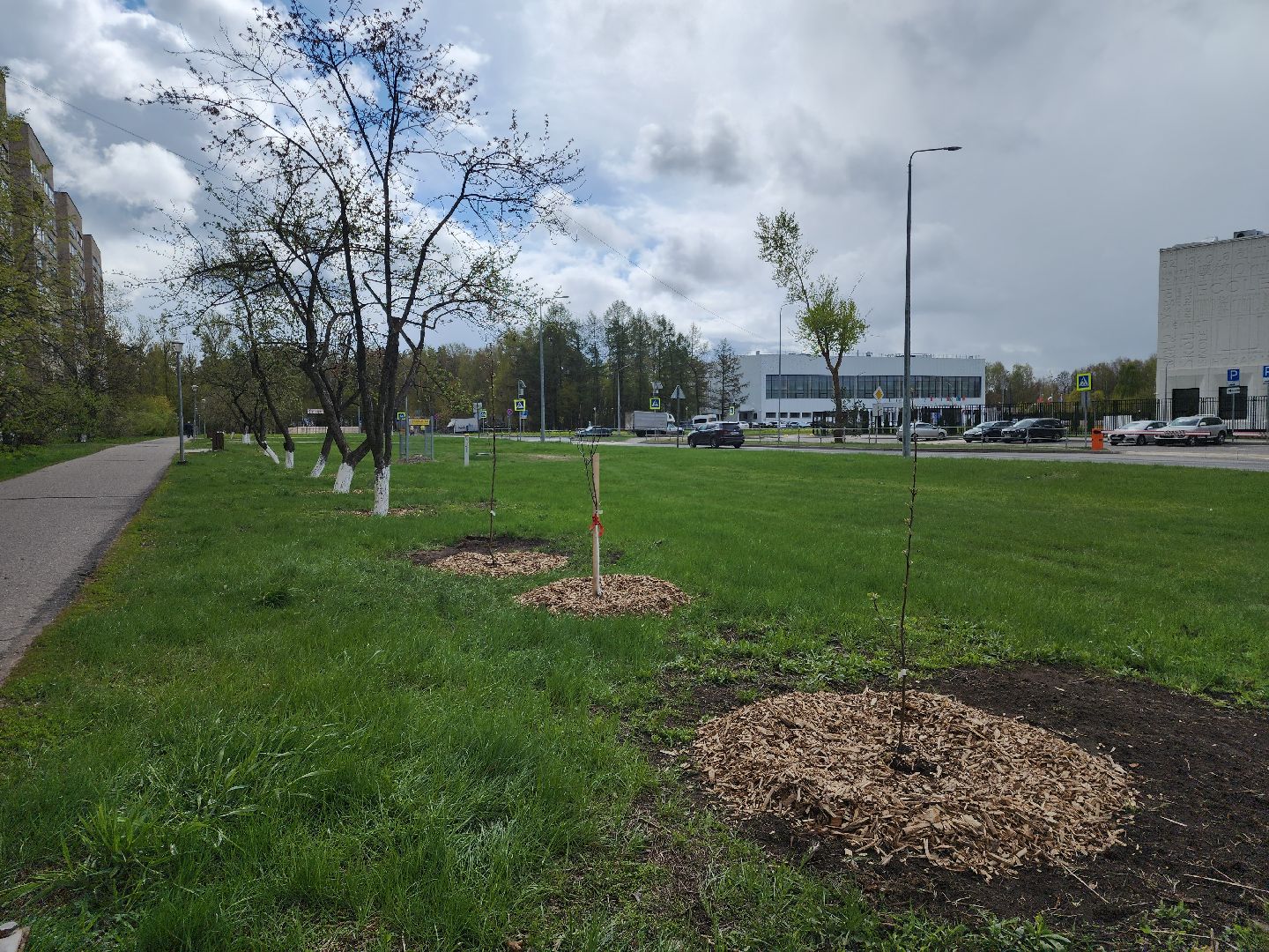 Черноголовка,  Субботник, Яблони,