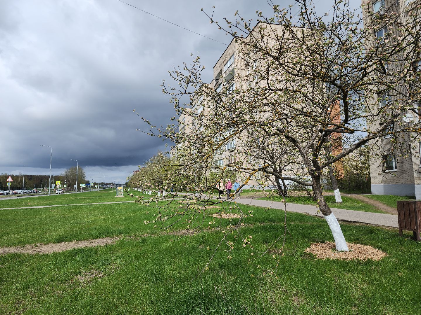 Черноголовка,  Субботник, Яблони,