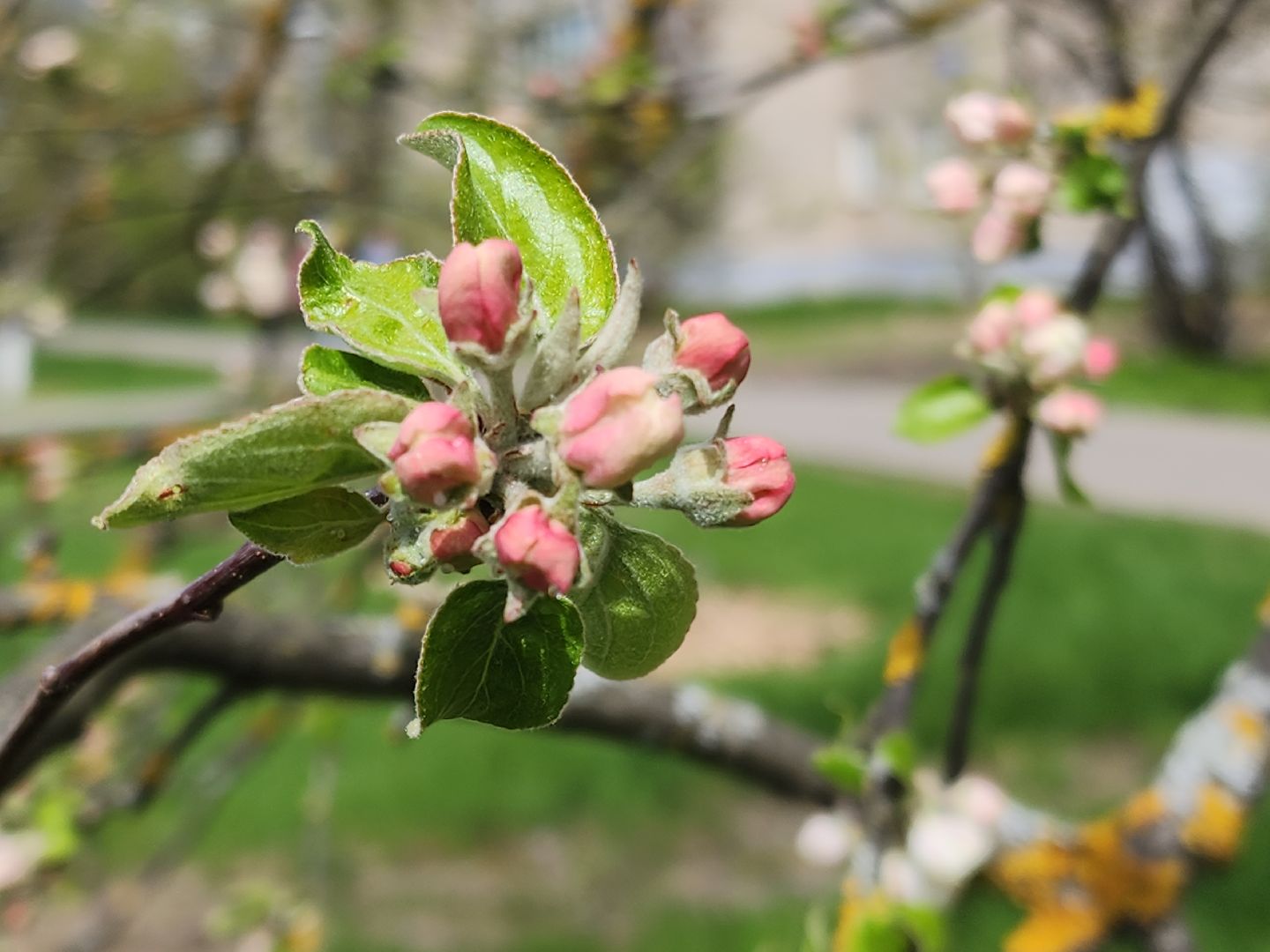 Черноголовка,  Субботник, Яблони,