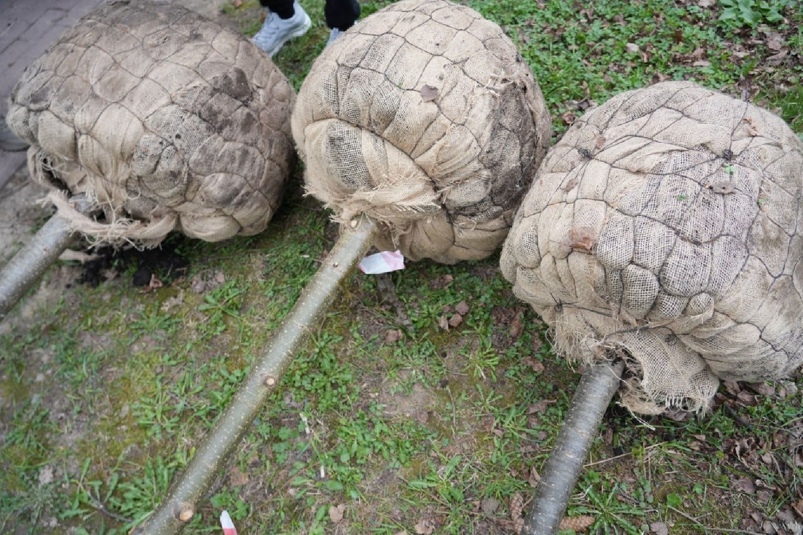парки подмосковья, парки мо, благоустройство, сергиево-посадский городской округ, сергиев посад, летний сезон,