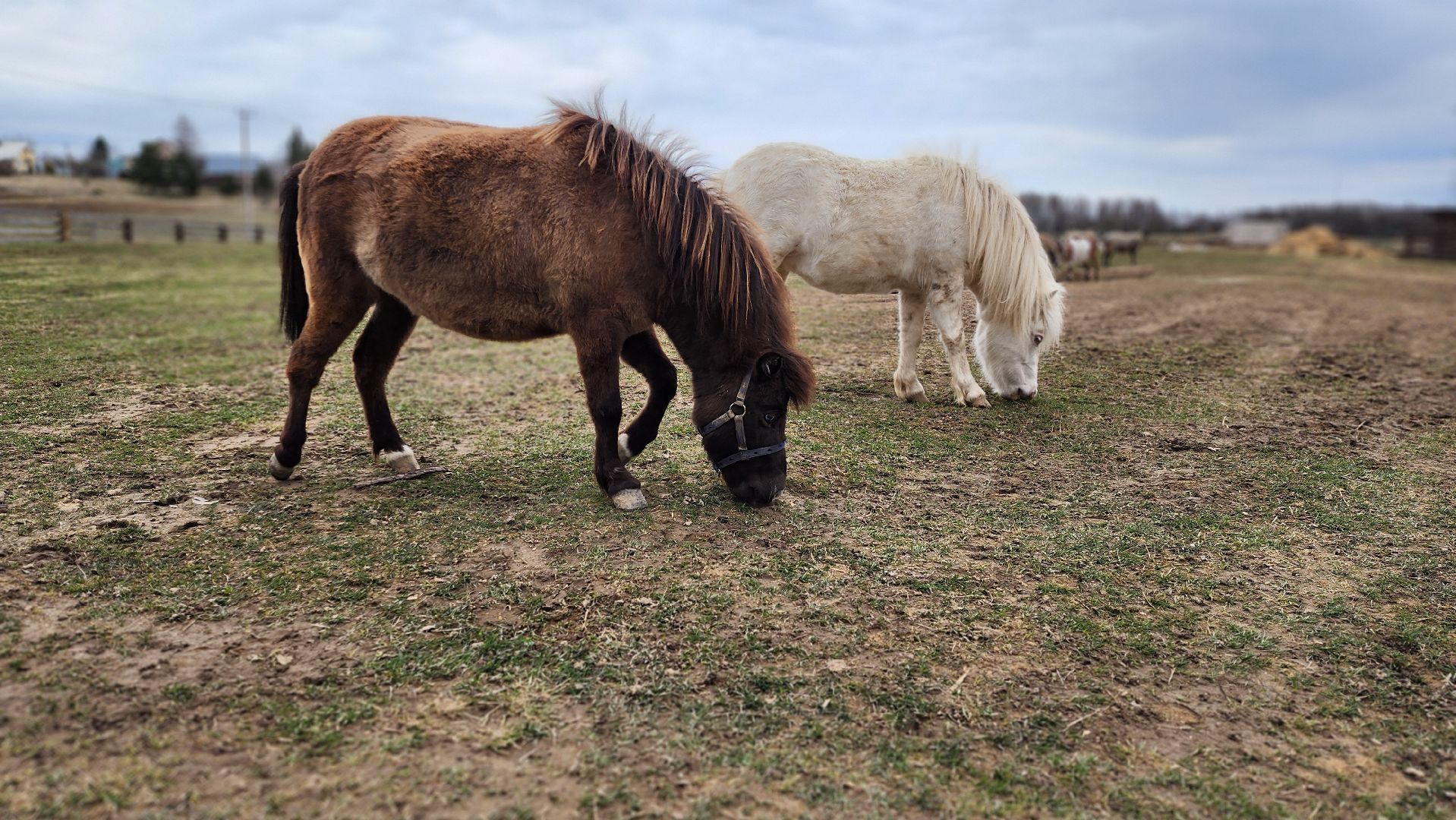 руза, пони, хаски-деревня, рузская аляска, туризм,