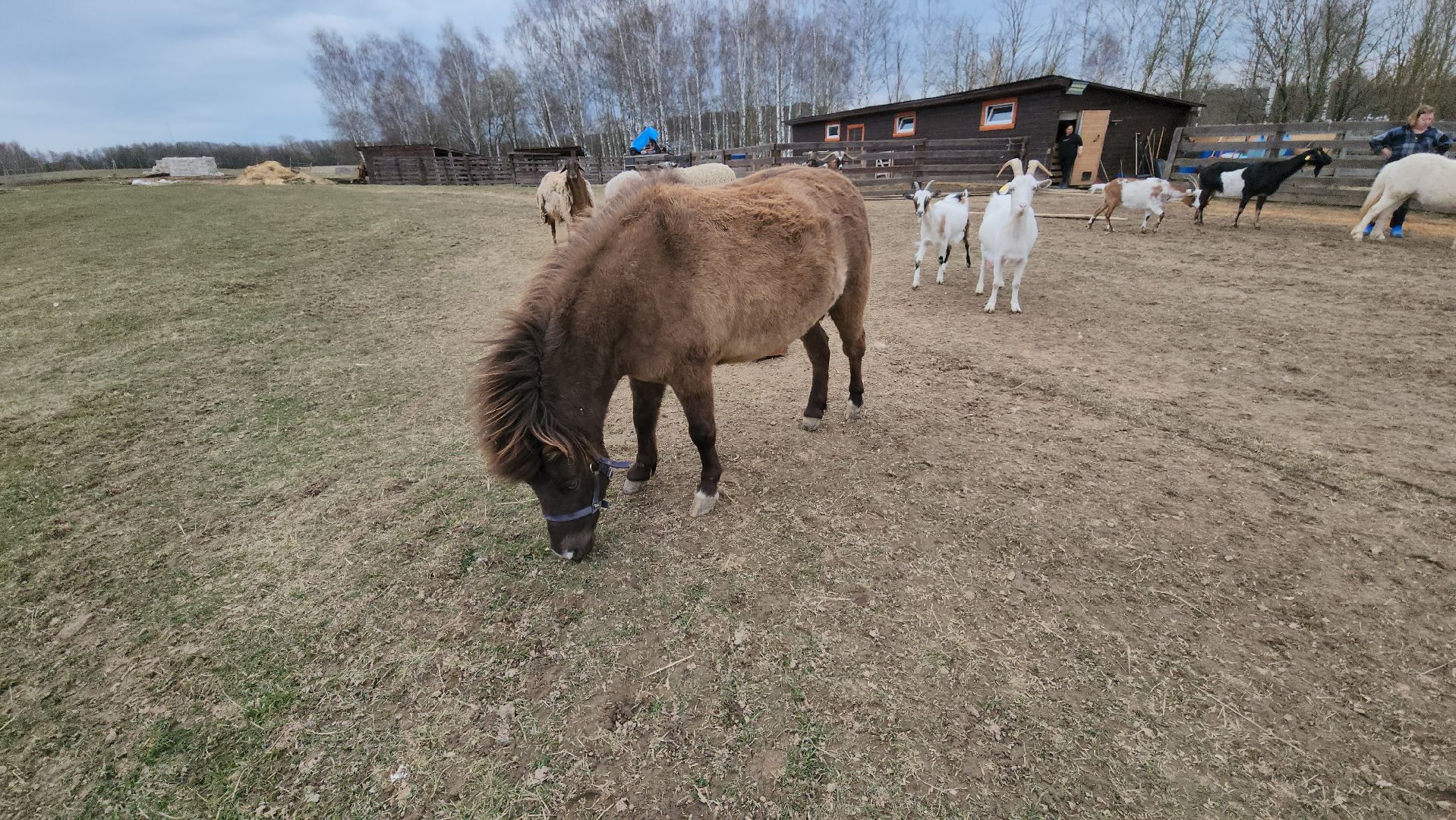 руза, пони, хаски-деревня, рузская аляска, туризм,