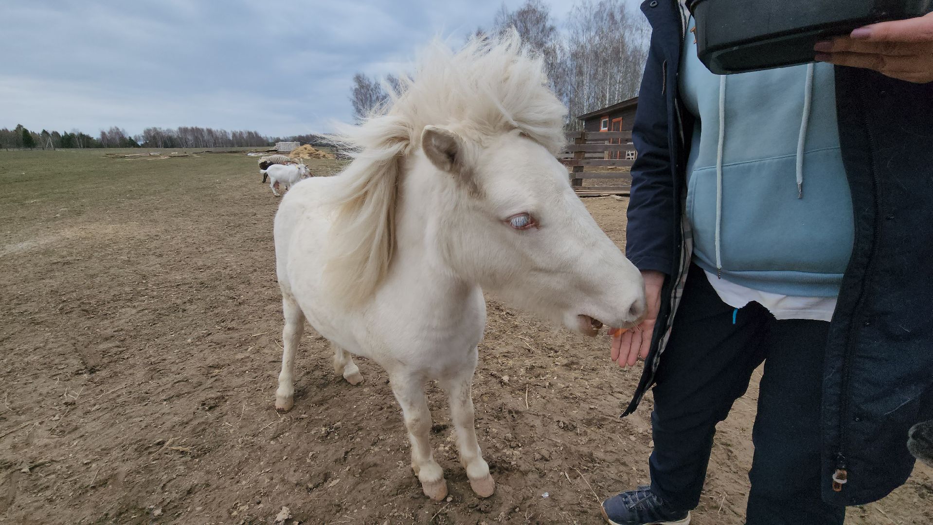 руза, пони, хаски-деревня, рузская аляска, туризм,