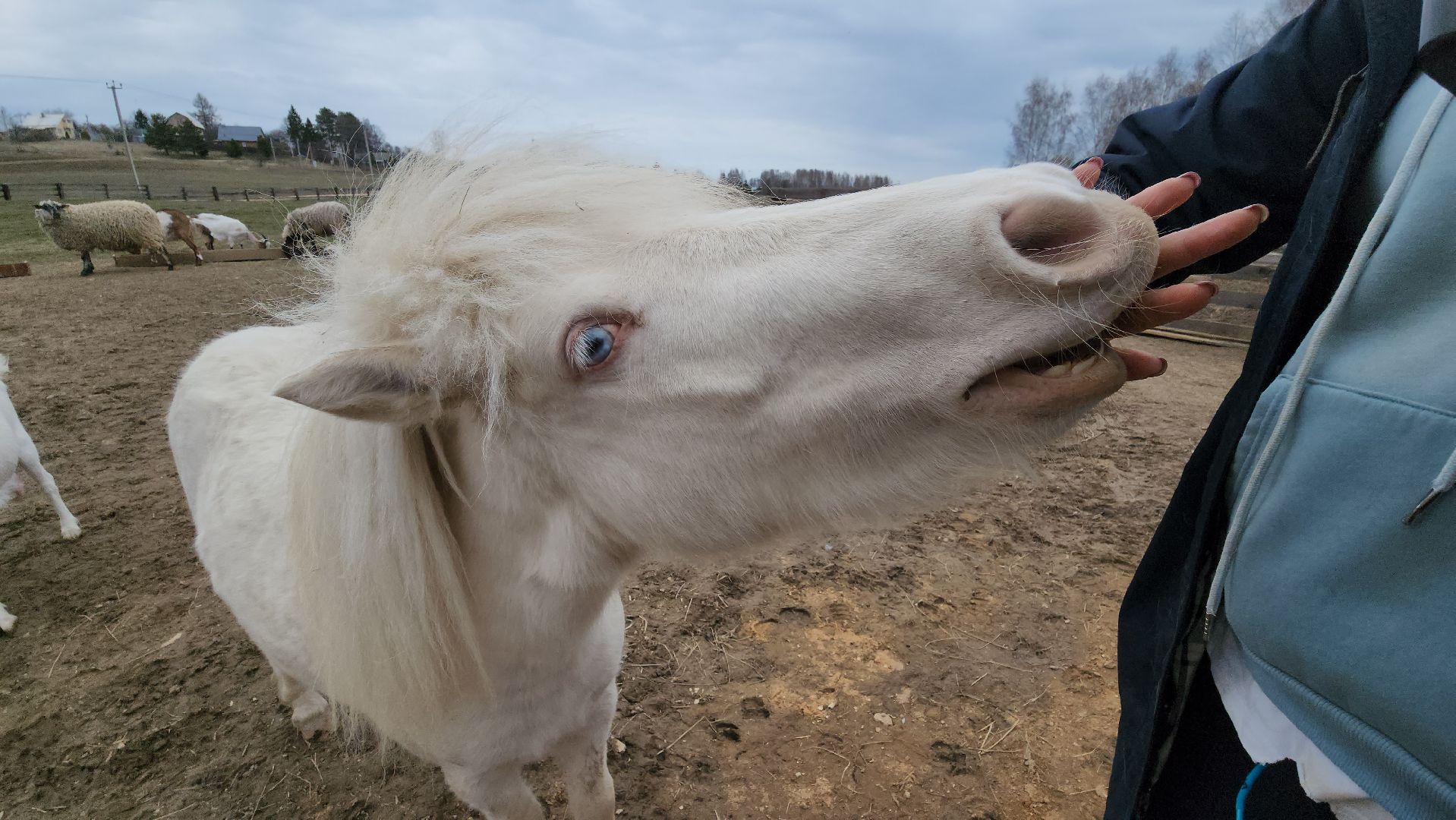 руза, пони, хаски-деревня, рузская аляска, туризм,