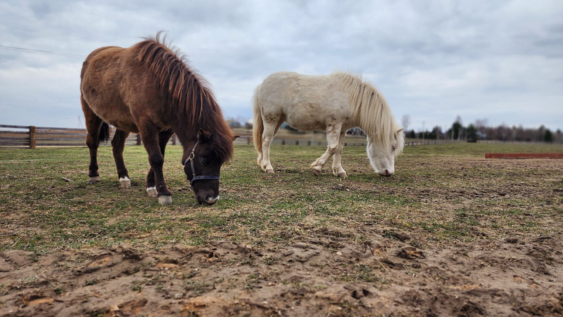 руза, пони, хаски-деревня, рузская аляска, туризм,