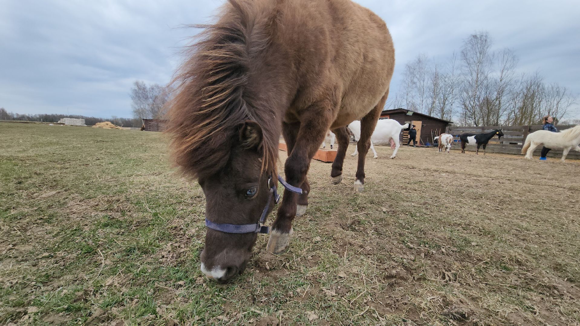 руза, пони, хаски-деревня, рузская аляска, туризм,