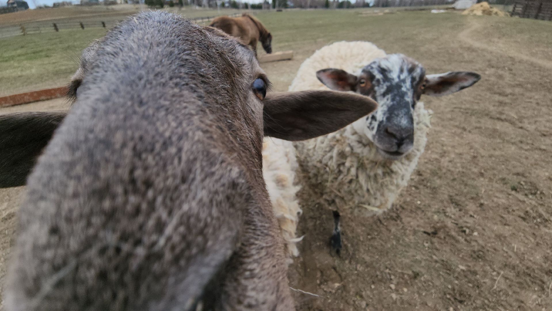 руза, пони, хаски-деревня, рузская аляска, туризм,
