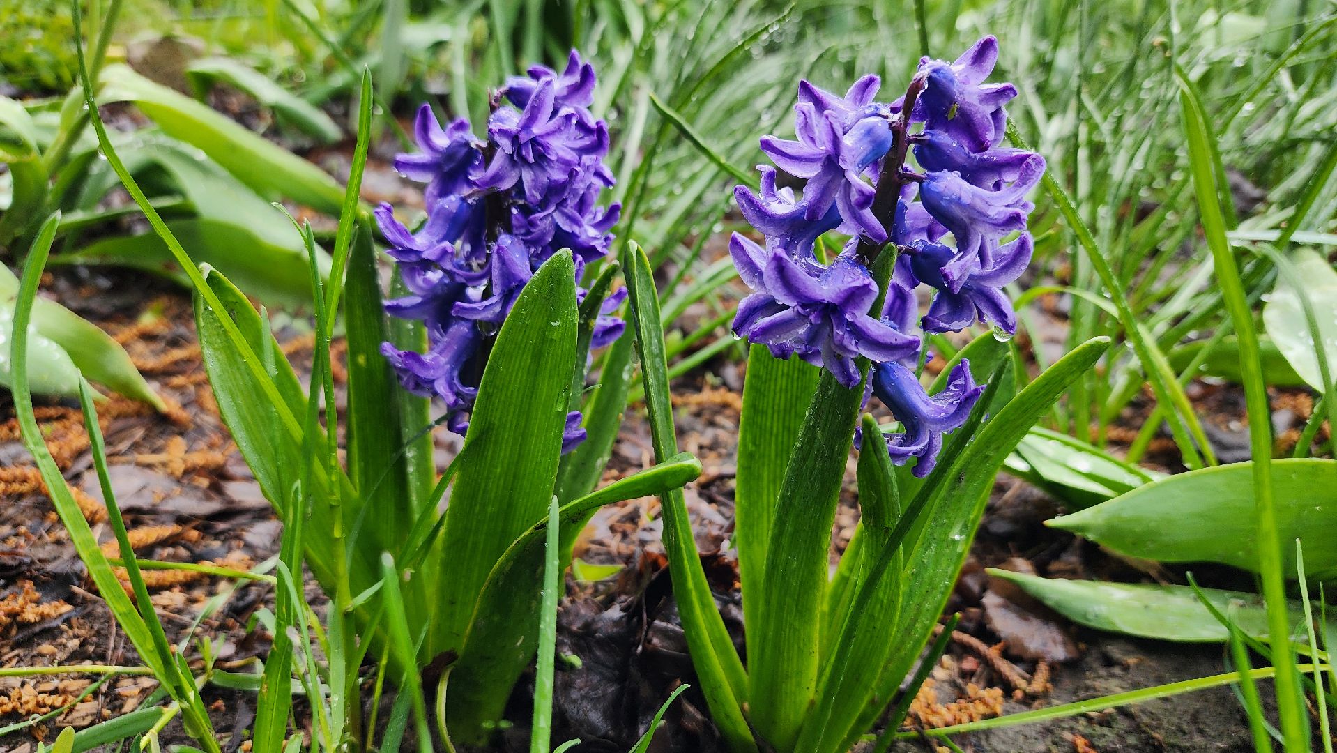 садоводство, садовый сезон, садовые цветы, старая купавна, богородский городской округ,