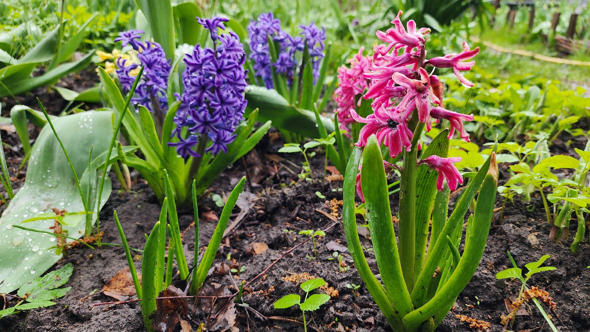 садоводство, садовый сезон, садовые цветы, старая купавна, богородский городской округ,
