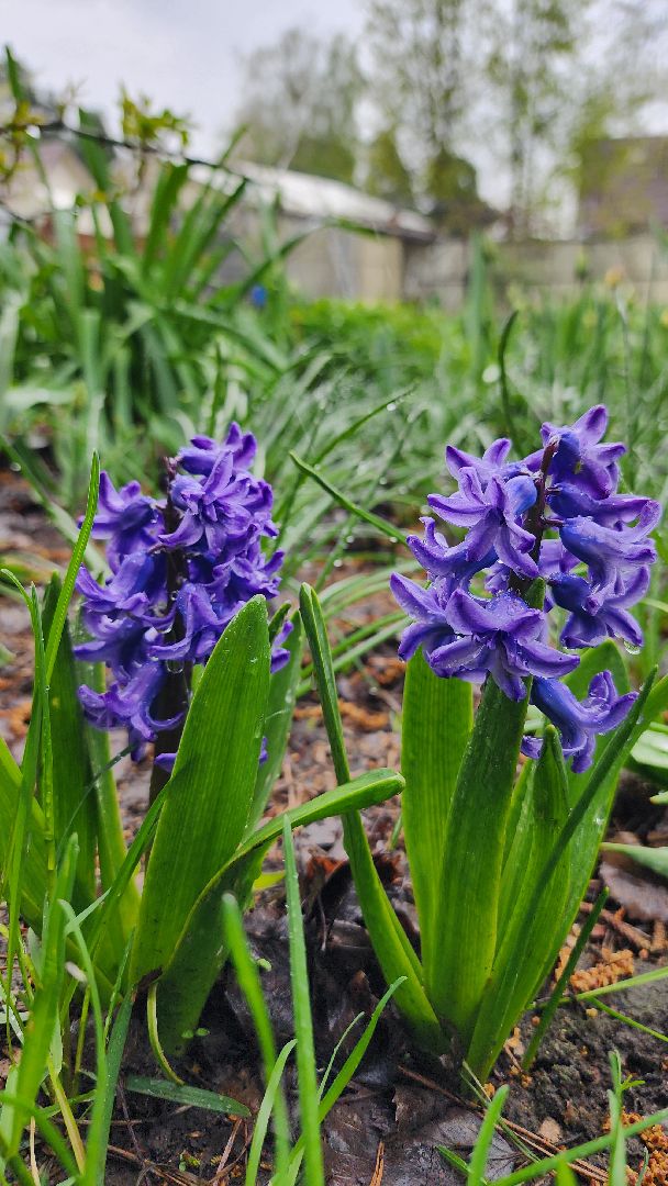 садоводство, садовый сезон, садовые цветы, старая купавна, богородский городской округ,
