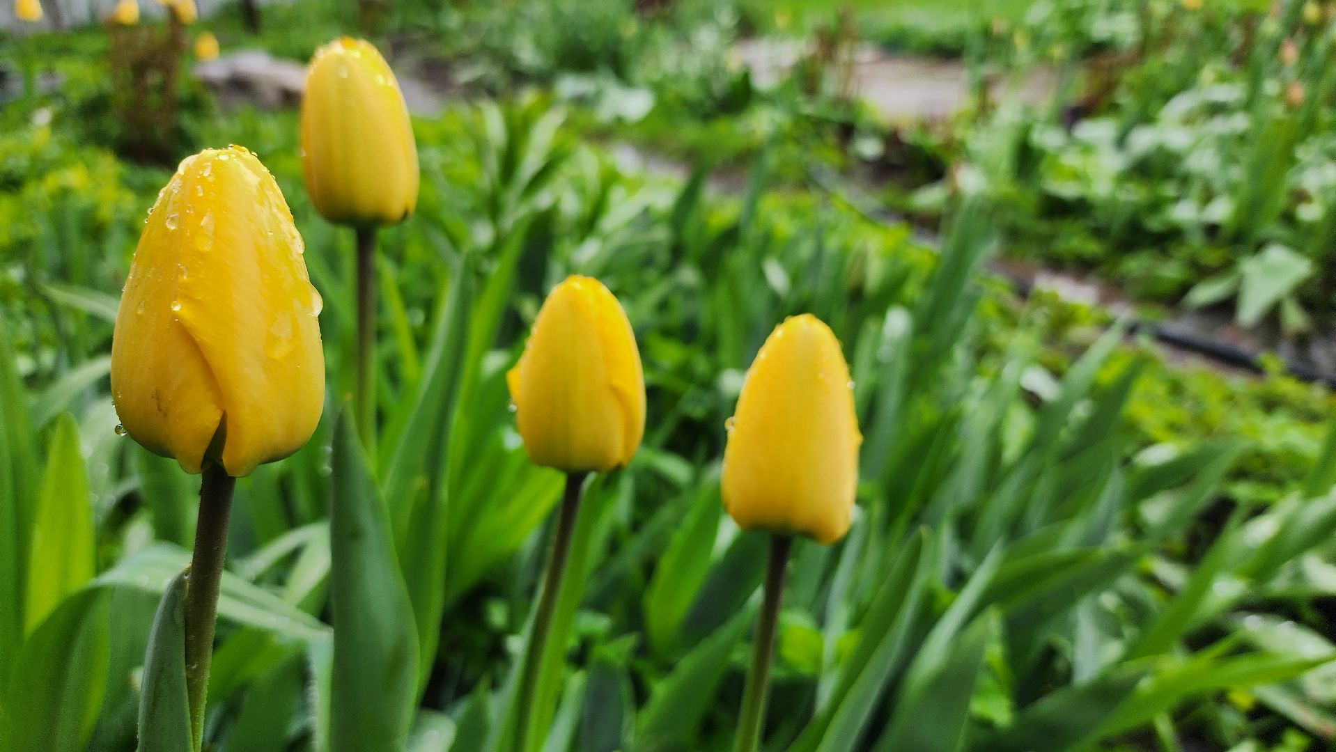 садоводство, садовый сезон, садовые цветы, старая купавна, богородский городской округ,