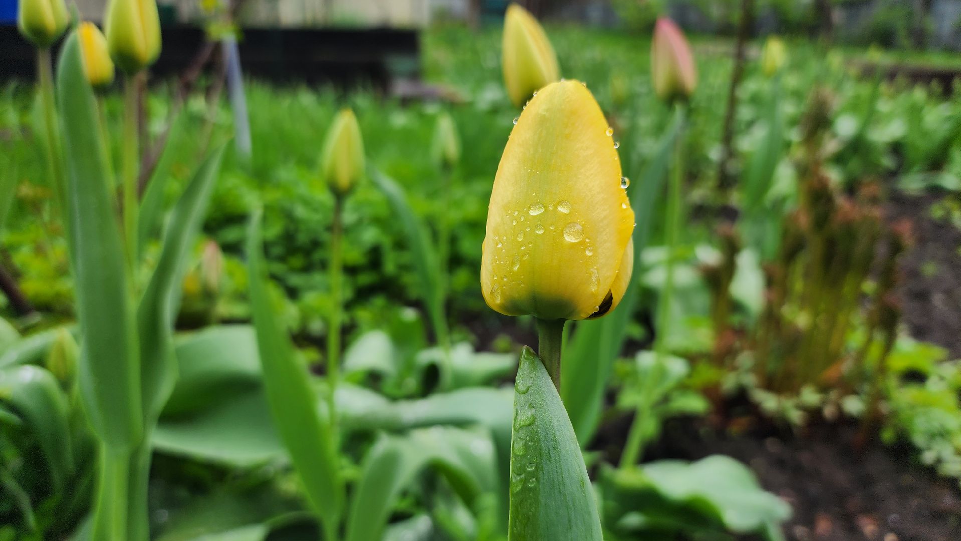 садоводство, садовый сезон, садовые цветы, старая купавна, богородский городской округ,