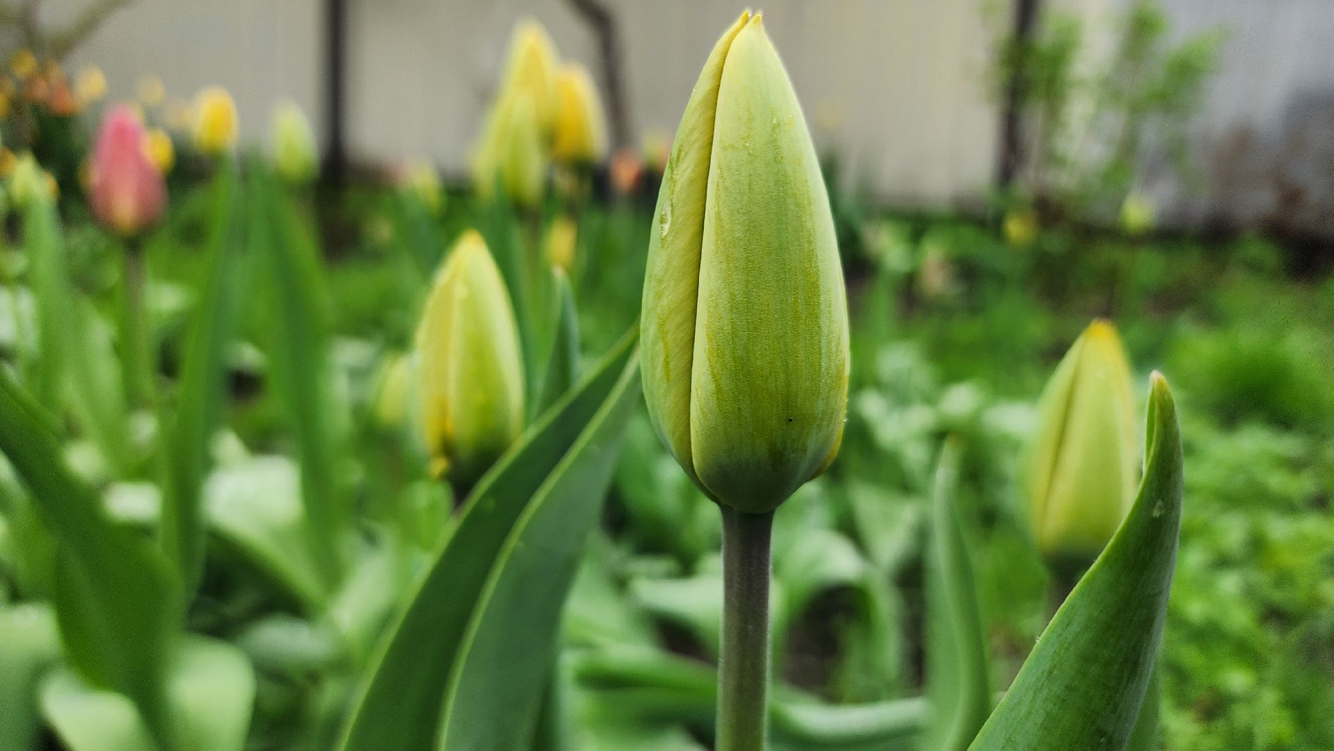 садоводство, садовый сезон, садовые цветы, старая купавна, богородский городской округ,