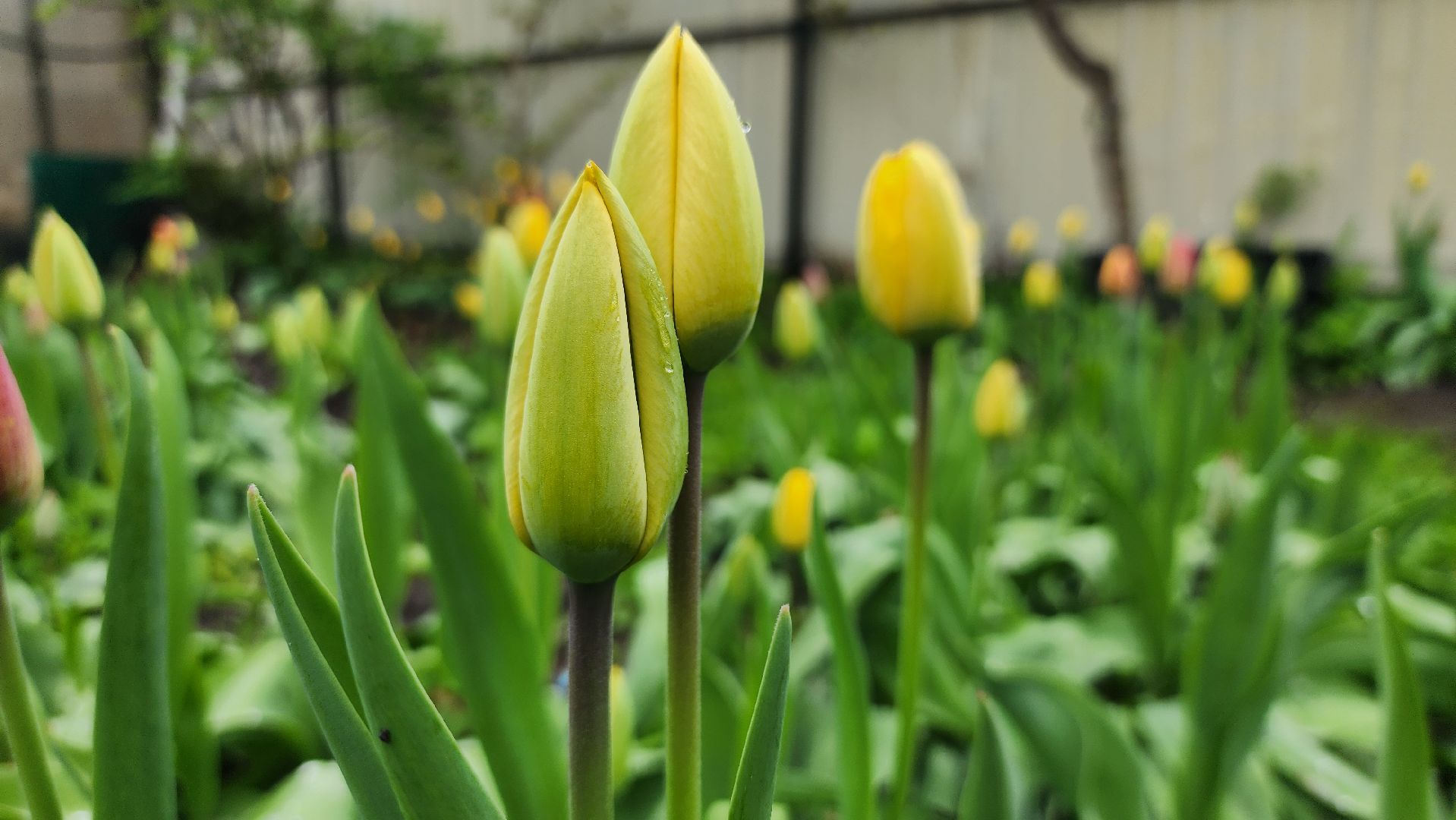 садоводство, садовый сезон, садовые цветы, старая купавна, богородский городской округ,