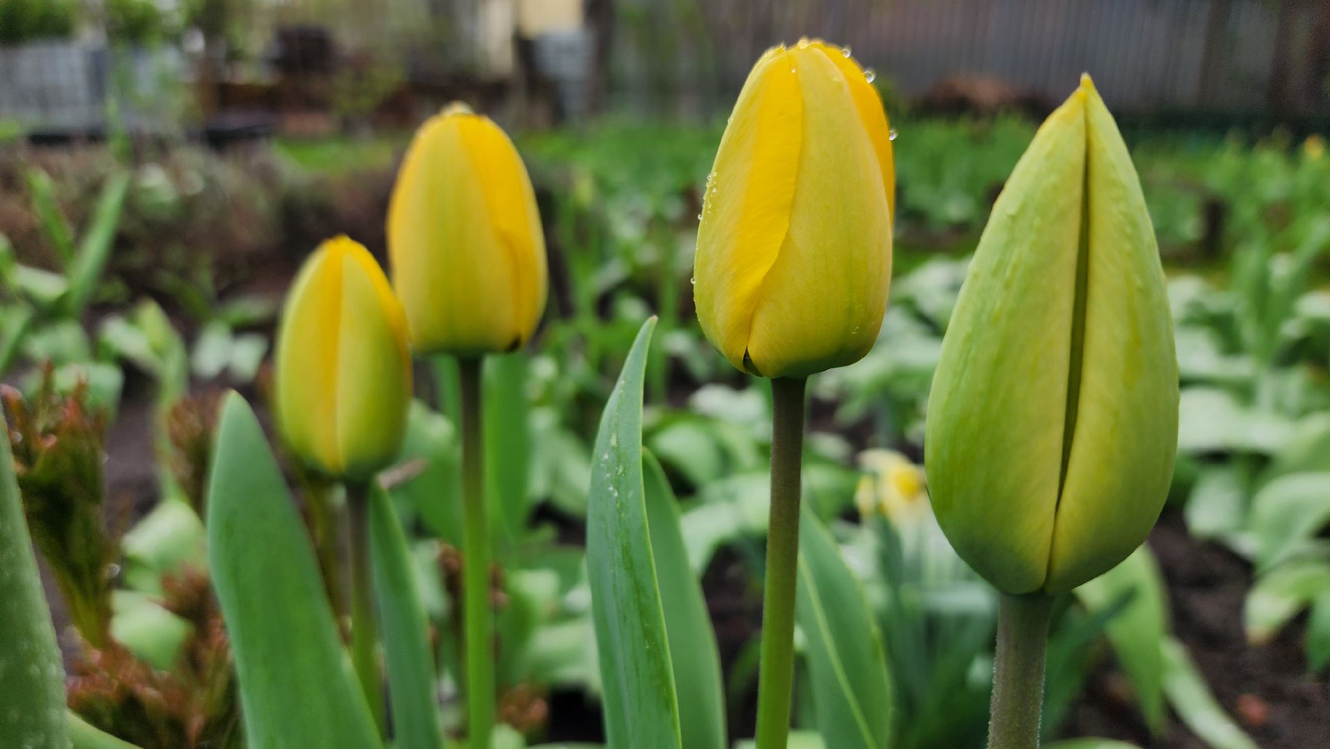 садоводство, садовый сезон, садовые цветы, старая купавна, богородский городской округ,