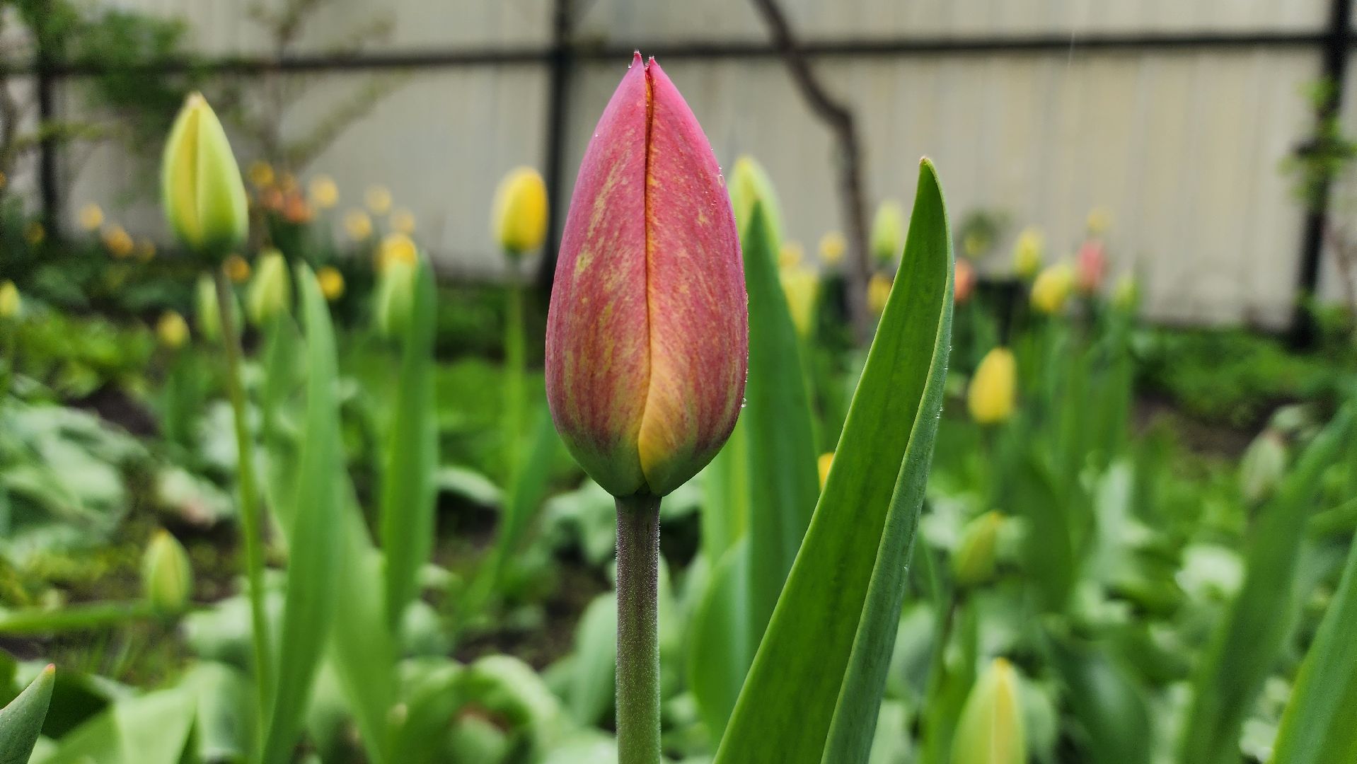садоводство, садовый сезон, садовые цветы, старая купавна, богородский городской округ,