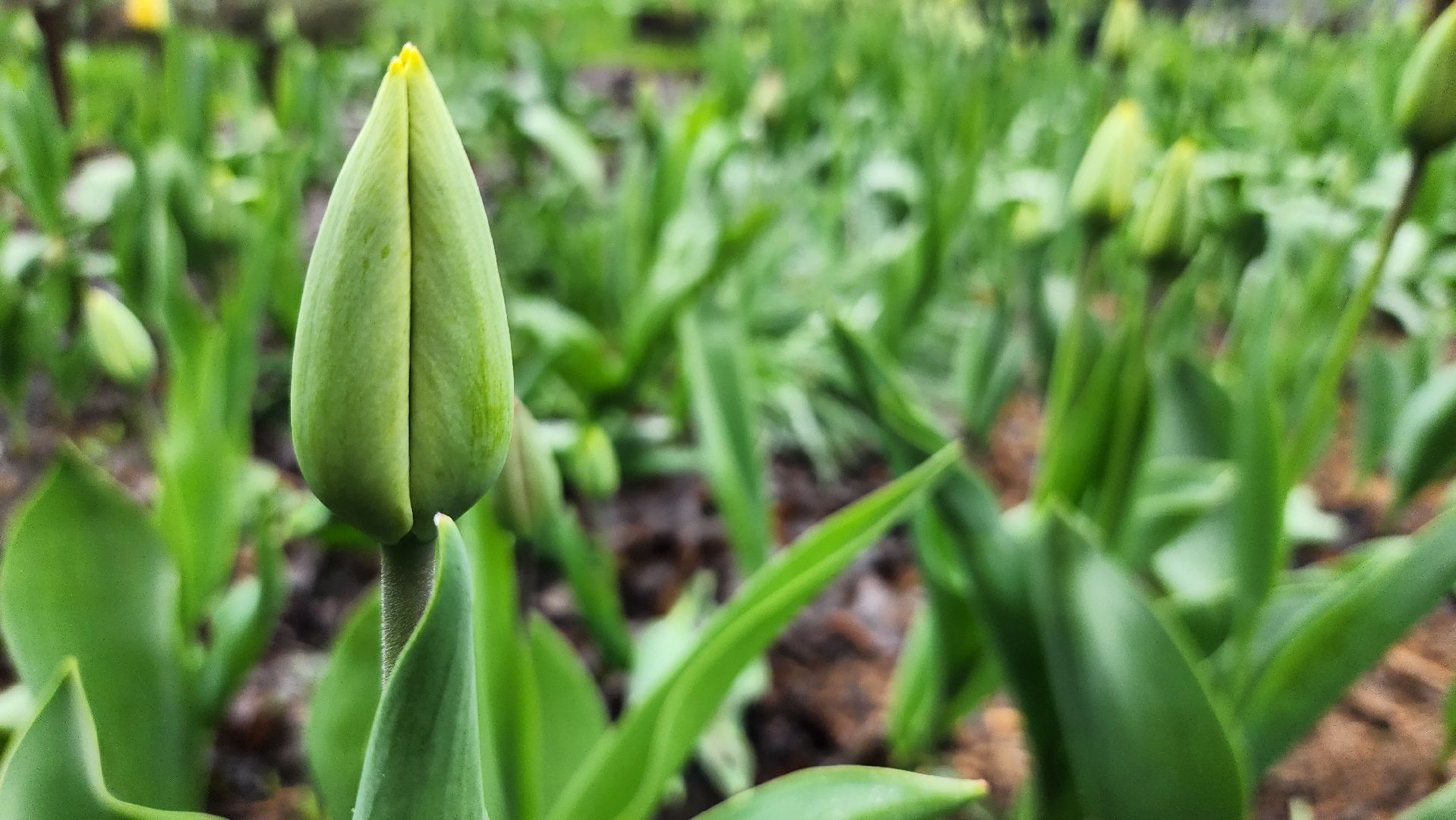 садоводство, садовый сезон, садовые цветы, старая купавна, богородский городской округ,