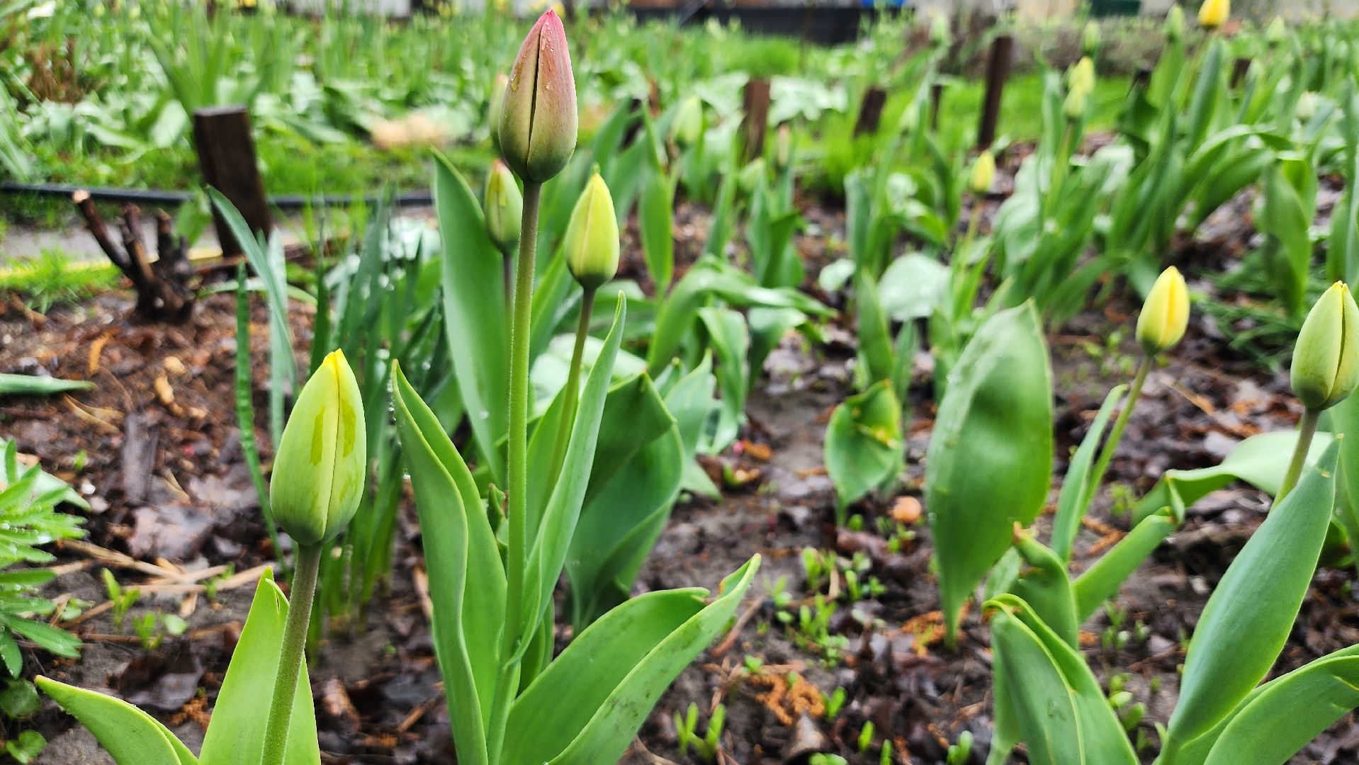 садоводство, садовый сезон, садовые цветы, старая купавна, богородский городской округ,