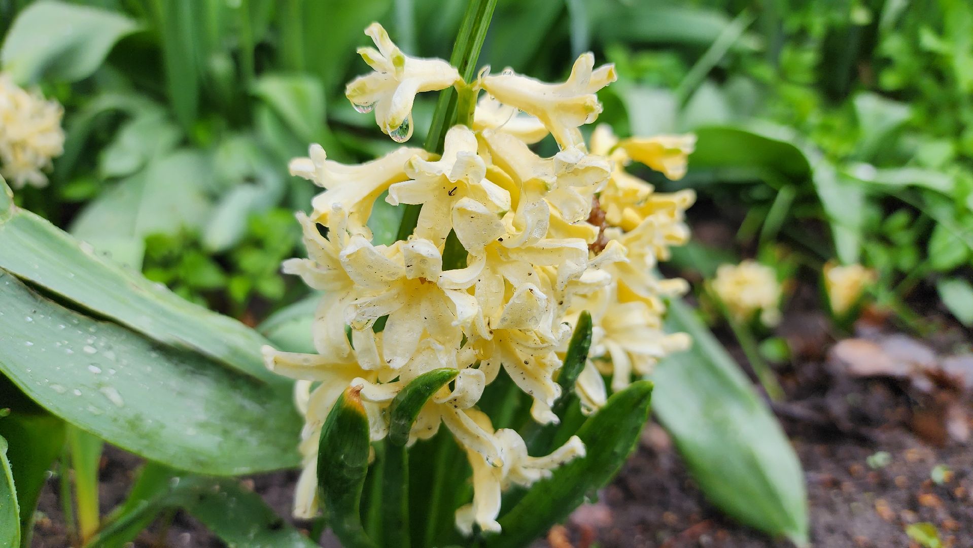 садоводство, садовый сезон, садовые цветы, старая купавна, богородский городской округ,