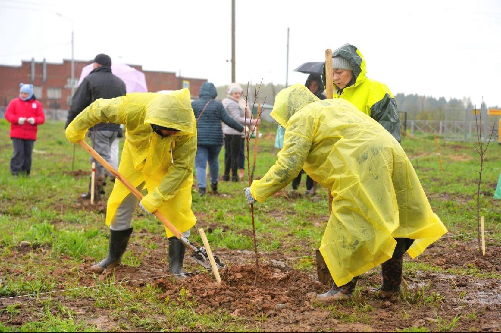 сад памяти, международная акция , сергиев посад , сергиево-посадский городской округ, 9 мая , 80-летие великой победы,  память  ,