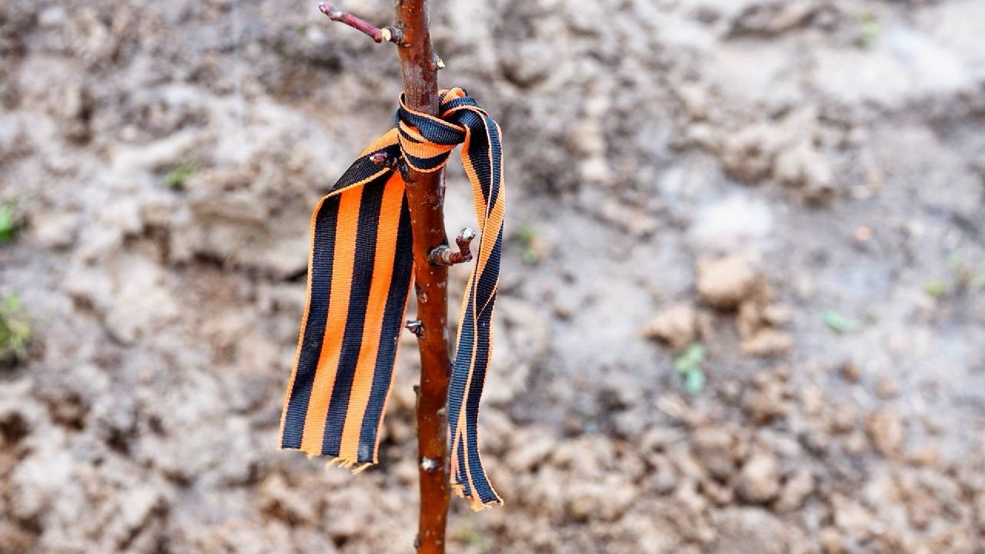 сад памяти, международная акция , сергиев посад , сергиево-посадский городской округ, 9 мая , 80-летие великой победы,  память  ,