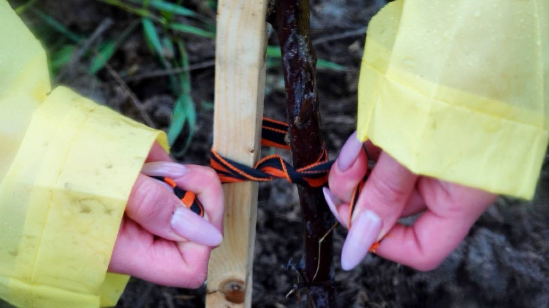 сад памяти, международная акция , сергиев посад , сергиево-посадский городской округ, 9 мая , 80-летие великой победы,  память  ,