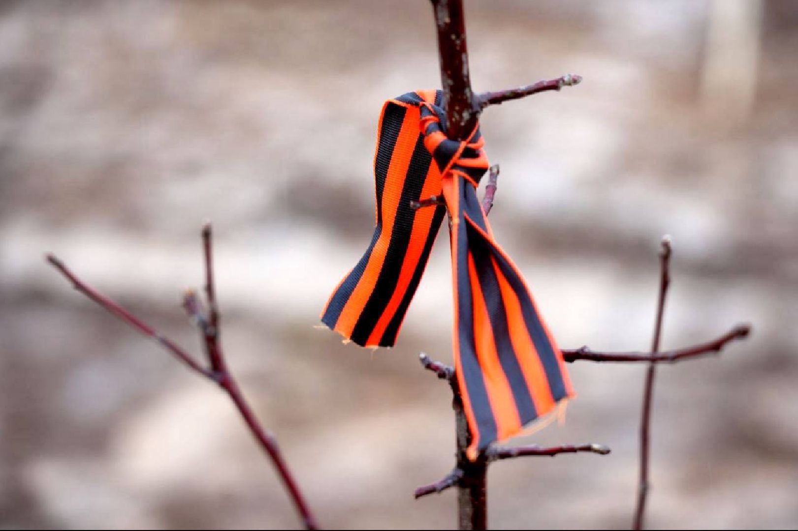 сад памяти, международная акция , сергиев посад , сергиево-посадский городской округ, 9 мая , 80-летие великой победы,  память  ,