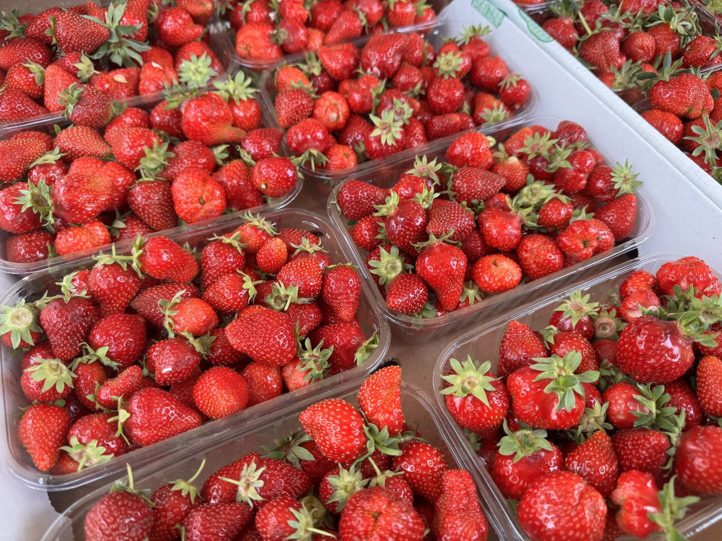 Крымская клубника, Сезон клубники, одинцовское подворье,