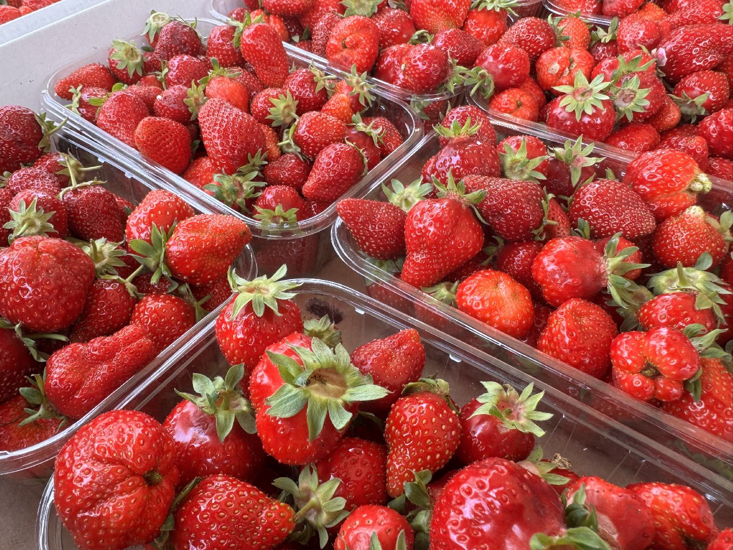 Крымская клубника, Сезон клубники, одинцовское подворье,