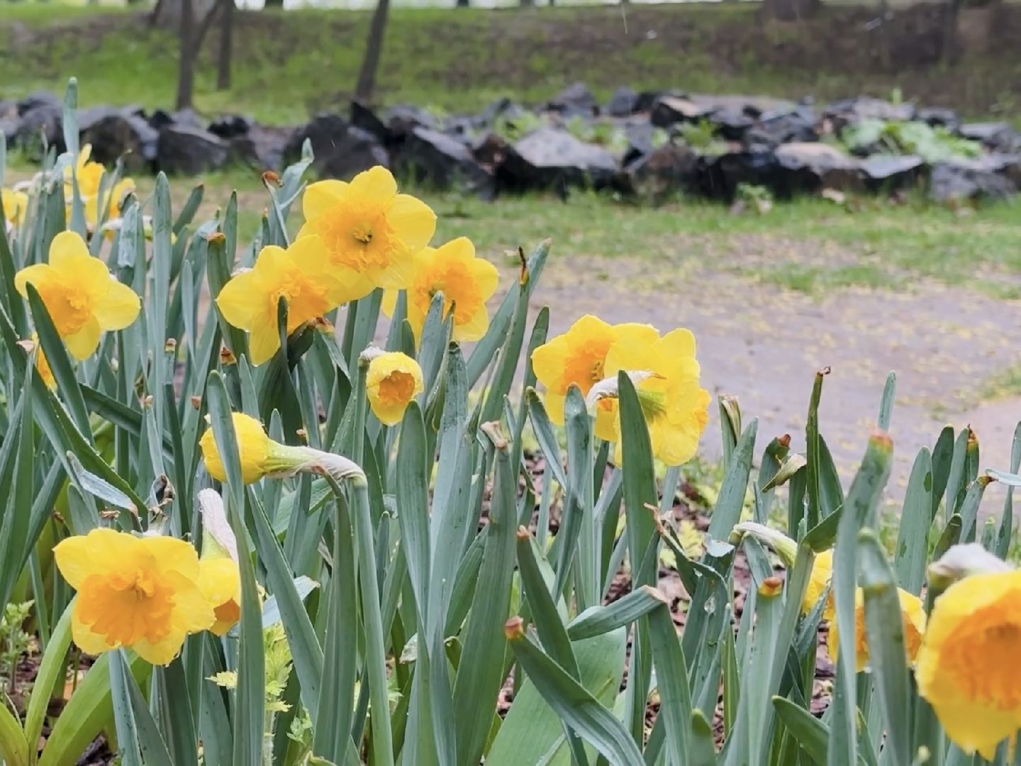 раменское, раменский городской парк,