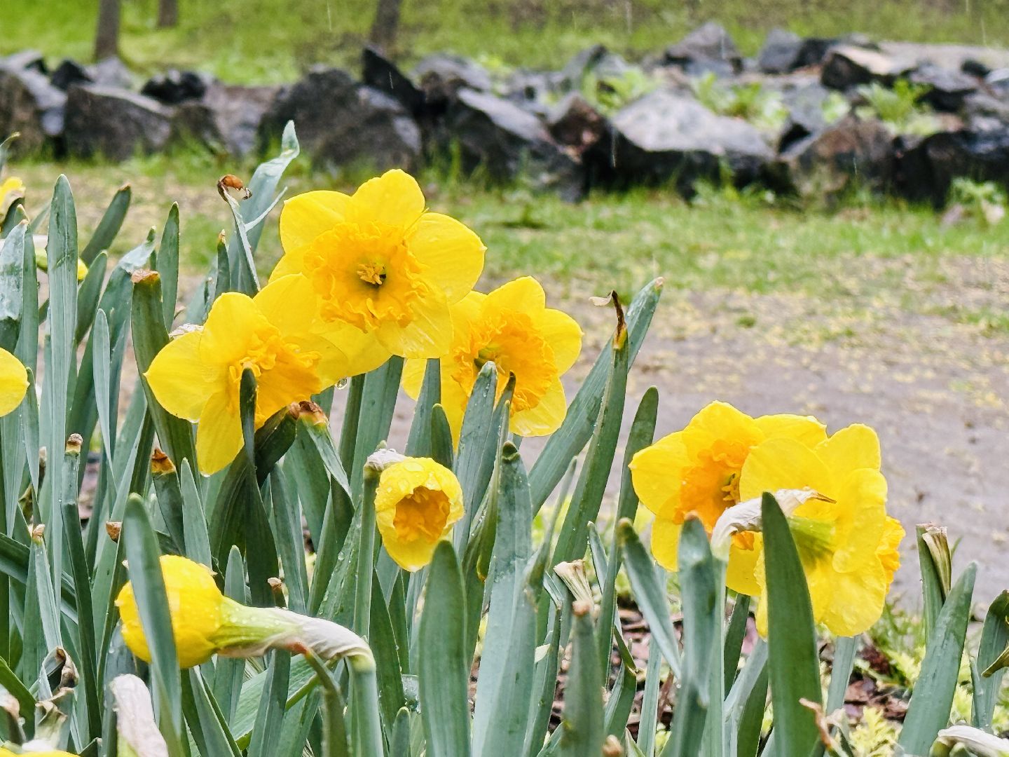 раменское, раменский городской парк,