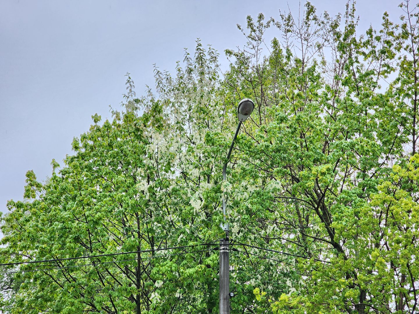 добродел, благоустройство королев, по просьбам жителей, королёв,