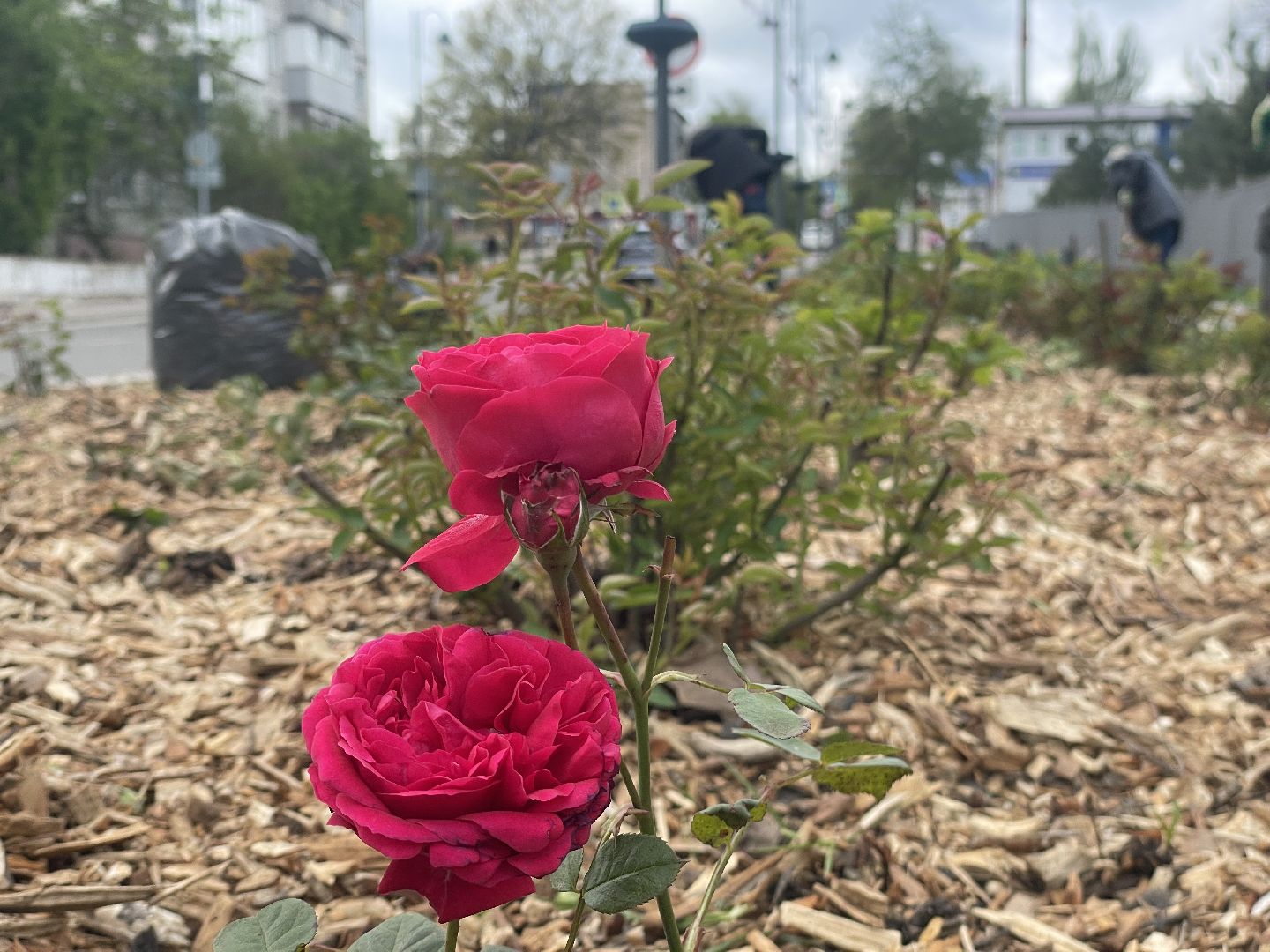 Зарайск, Субботник, Розарий Зарайска, Благоустройство ,