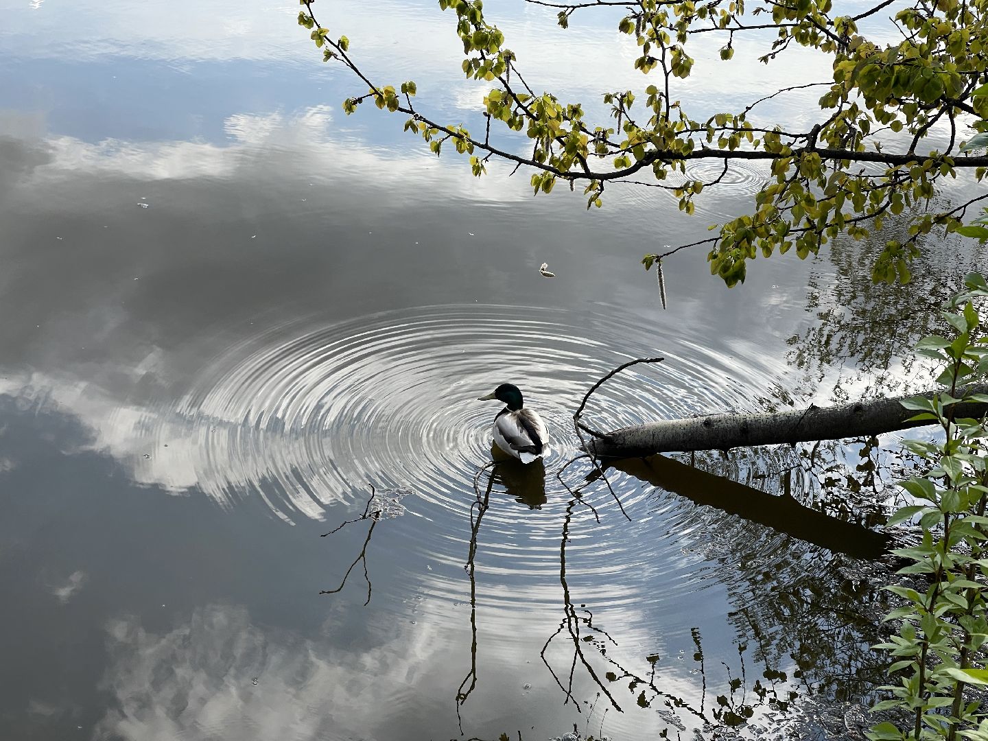 Одинцово, Немчиновка, пруд, очистка, экология,
