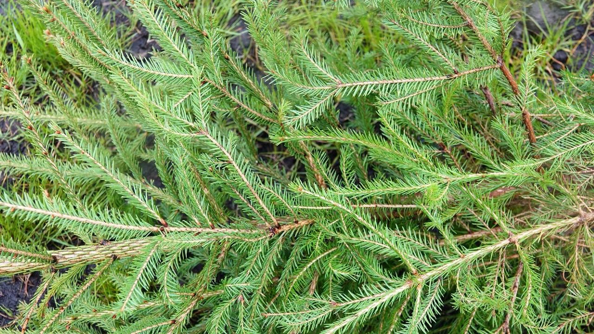 9 мая, сад памяти, экология , сергиев посад, сергиево-посадский городской округ,